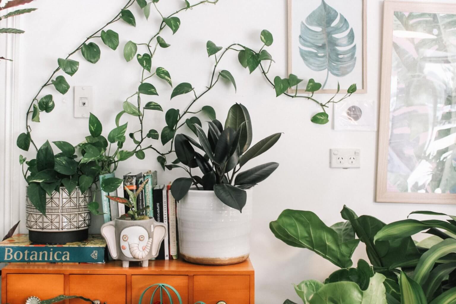 9 Indoor Plants That Absorb Radiation EMF Solutions